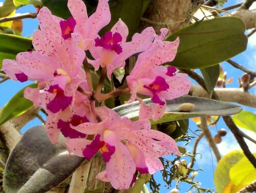 Foto de Cattleya amethystoglossa