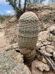 Echinocereus pectinatus rutowiorum