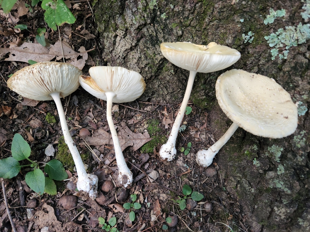 Amanita mushrooms from washington township in usa on august 07 2022