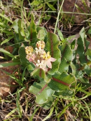 Asclepias jaliscana