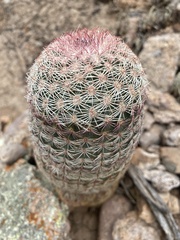 Echinocereus pectinatus rutowiorum