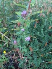 Trifolium pratense