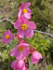 Begonia angustiloba