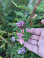 Trifolium pratense