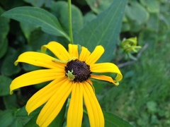 Phymata americana americana