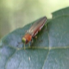 Agrilus smaragdifrons