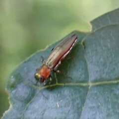 Agrilus smaragdifrons