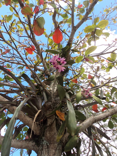 Foto de Cattleya amethystoglossa