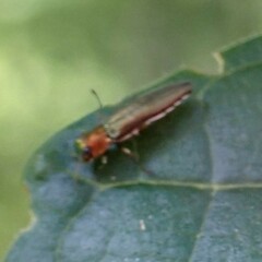 Agrilus smaragdifrons