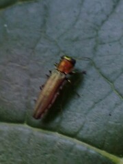 Agrilus smaragdifrons