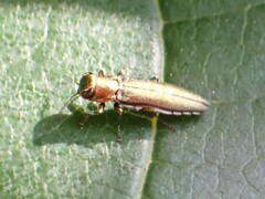 Agrilus smaragdifrons