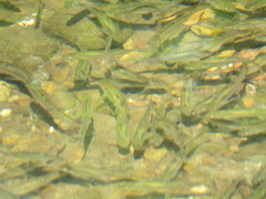 Hesperoleucus symmetricus