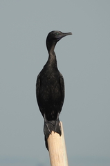 Phalacrocorax sulcirostris