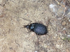 Sphaeroderus schaumii