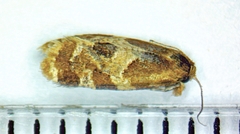 Aethes interruptofasciata