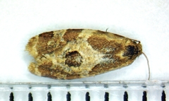 Aethes interruptofasciata