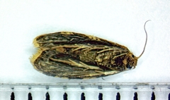Aethes interruptofasciata