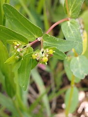 Euphorbia vermiculata