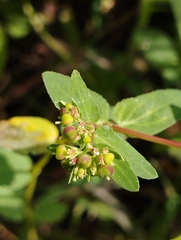 Euphorbia vermiculata