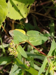 Euphorbia vermiculata