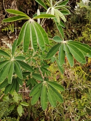 Lupinus altimontanus
