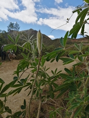 Lupinus altimontanus