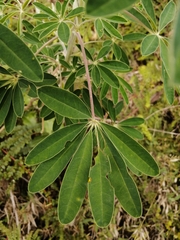Lupinus altimontanus