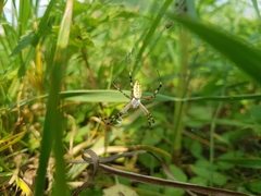 Argiope bruennichi