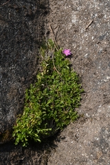Centaurium portense