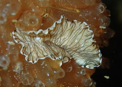 Prostheceraeus crozieri