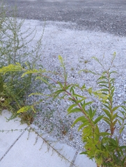Solidago gigantea