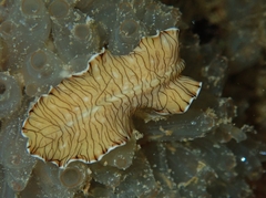 Prostheceraeus crozieri