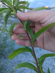 Solidago gigantea