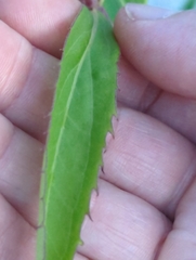 Solidago gigantea