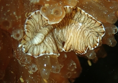 Prostheceraeus crozieri