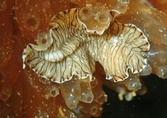 Prostheceraeus crozieri