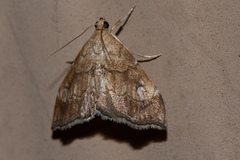 Scybalistodes periculosalis