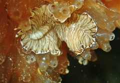 Prostheceraeus crozieri