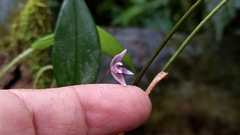 Pleurothallis praecipua