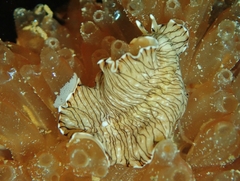 Prostheceraeus crozieri