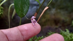 Pleurothallis praecipua