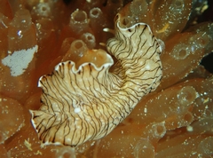 Prostheceraeus crozieri