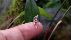 Pleurothallis praecipua