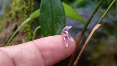 Pleurothallis praecipua