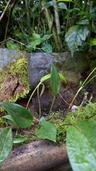 Pleurothallis praecipua