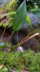 Pleurothallis praecipua