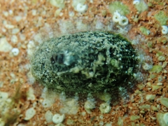 Diodora cayenensis