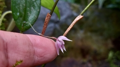 Pleurothallis praecipua