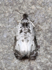 Olethreutes malana