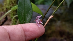 Pleurothallis praecipua